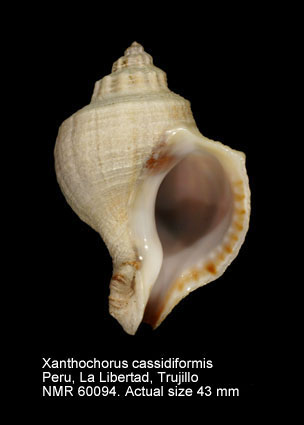 Xanthochorus cassidiformis (2).jpg - Xanthochorus cassidiformis(Blainville,1832)
